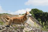 CORGI PEMBROKE 437